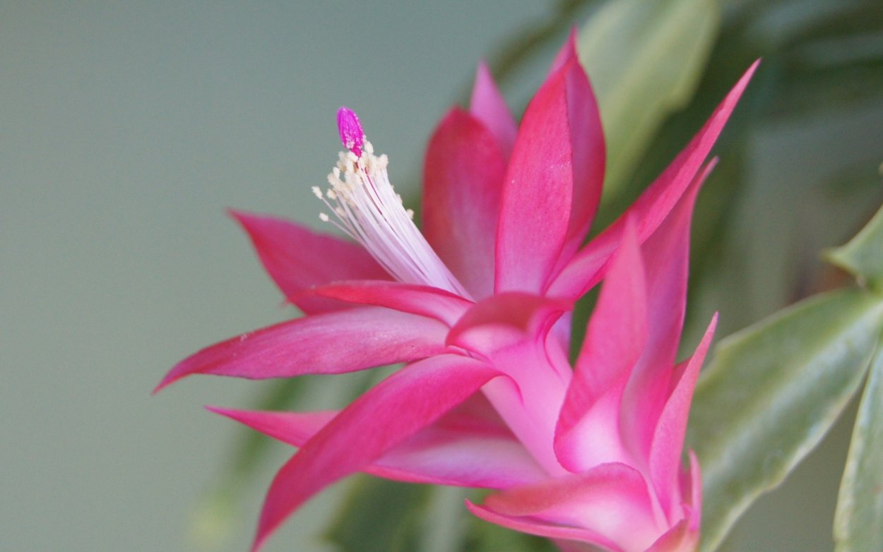 Цветок фаталик Витас Парадиз