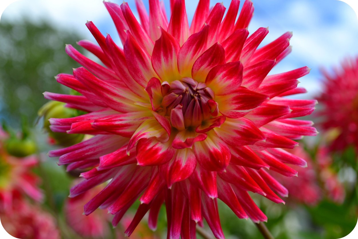 Голубой цветок с острыми лепестками