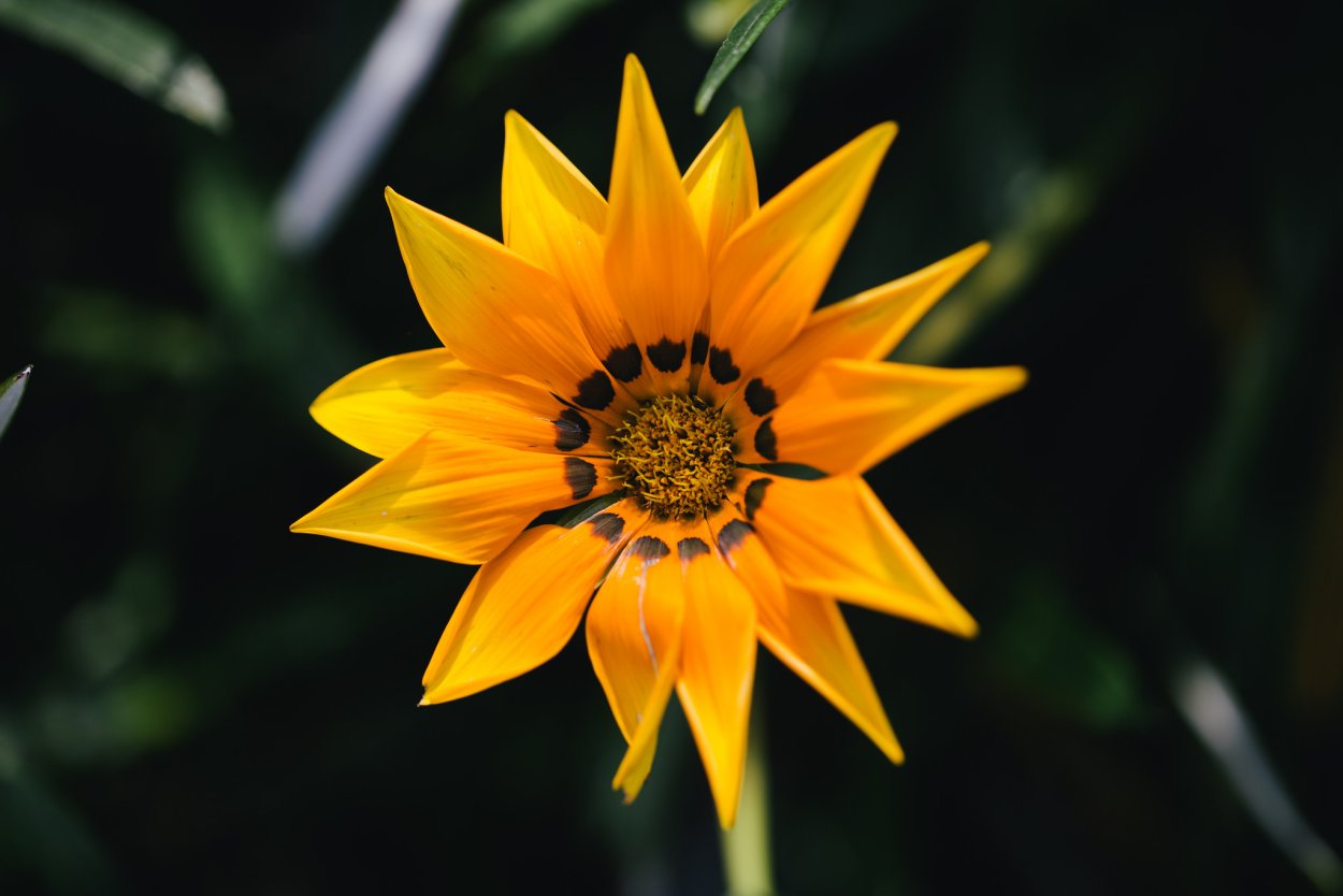 Цветы с заостренными лепестками