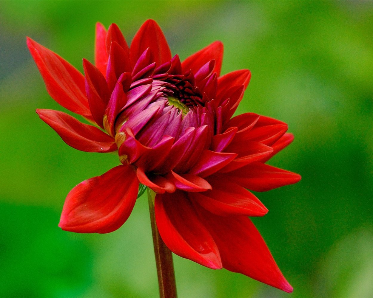 Цветок с ровными лепестками и одного цвета