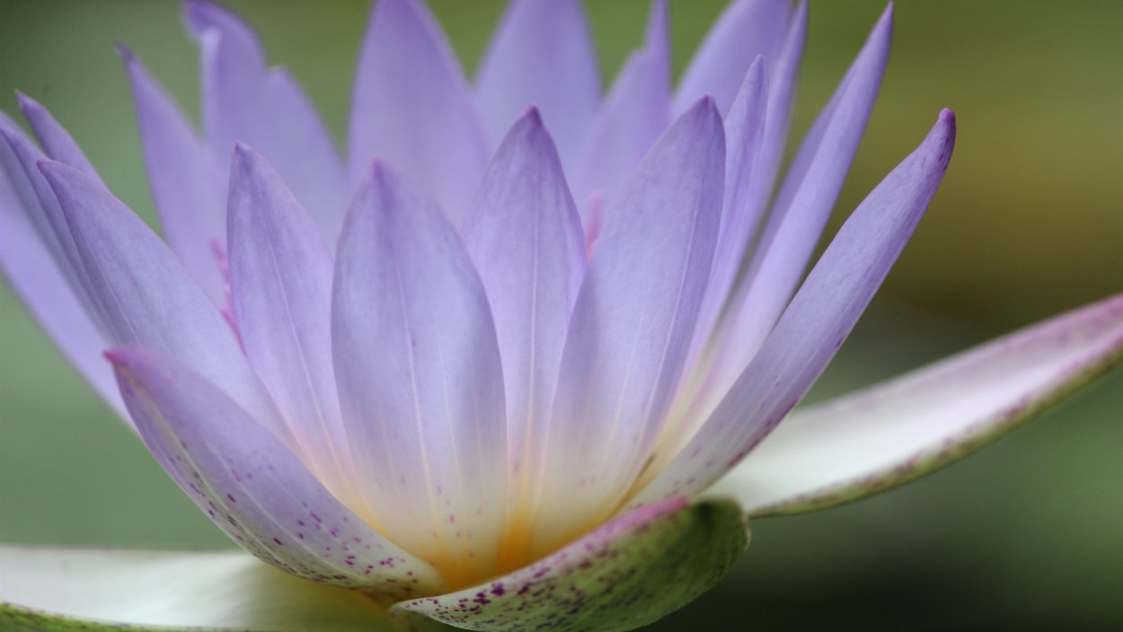 Тысячелепестковый Лотос