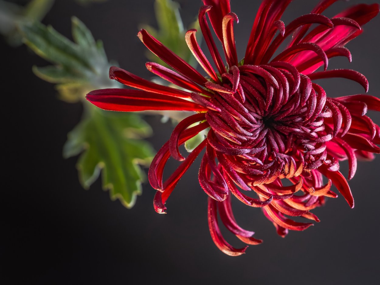 Цветы с острыми лепестками