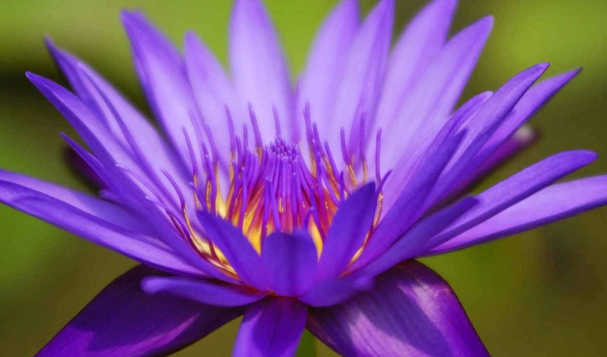 Фиолетовые цветы с острыми лепестками