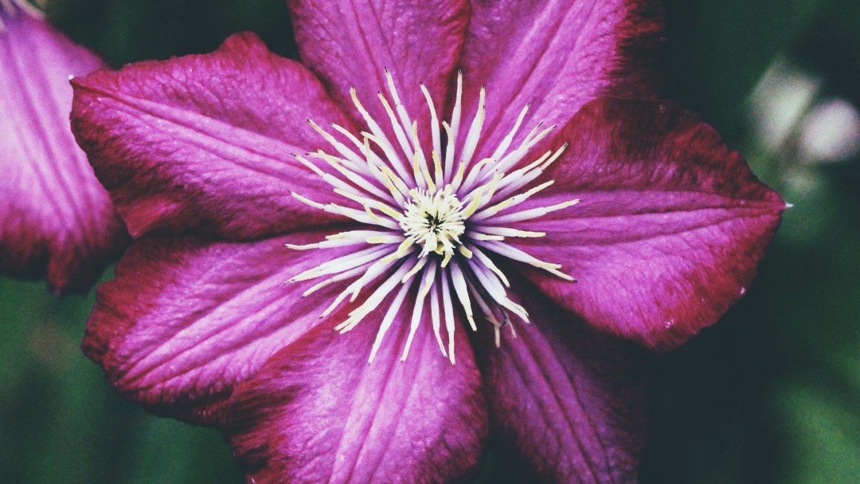 Клематис розовый 4 лепестка