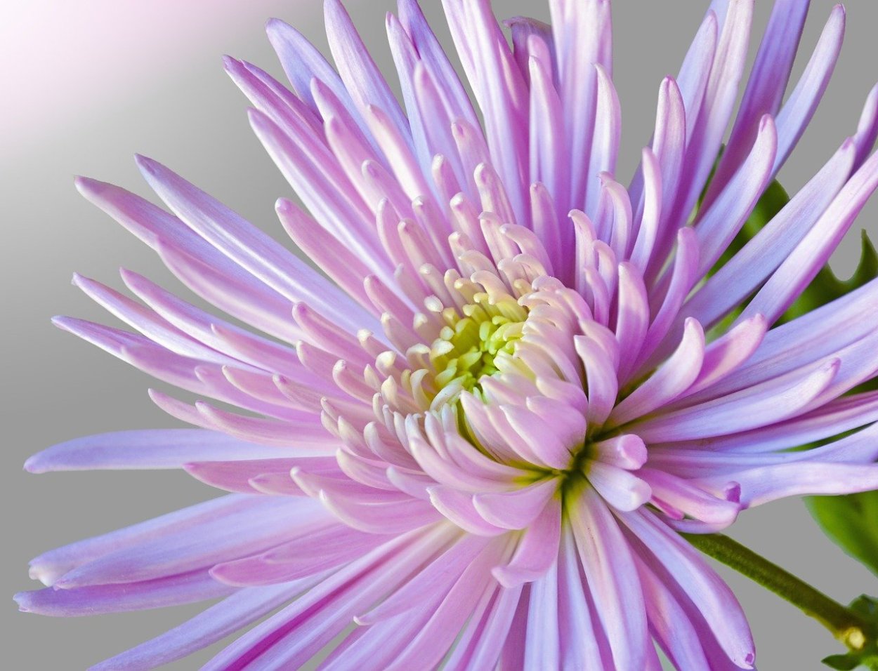 Хризантема Спайдер Пинк