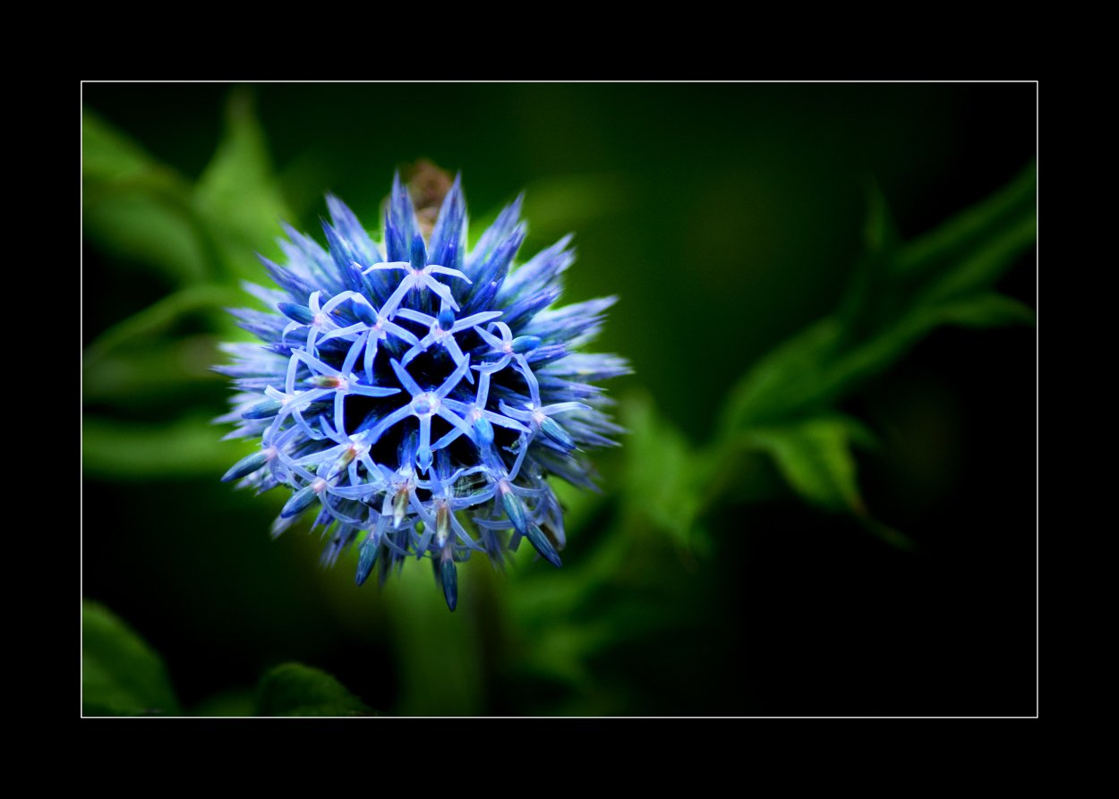 Синие цветы с острыми лепестками