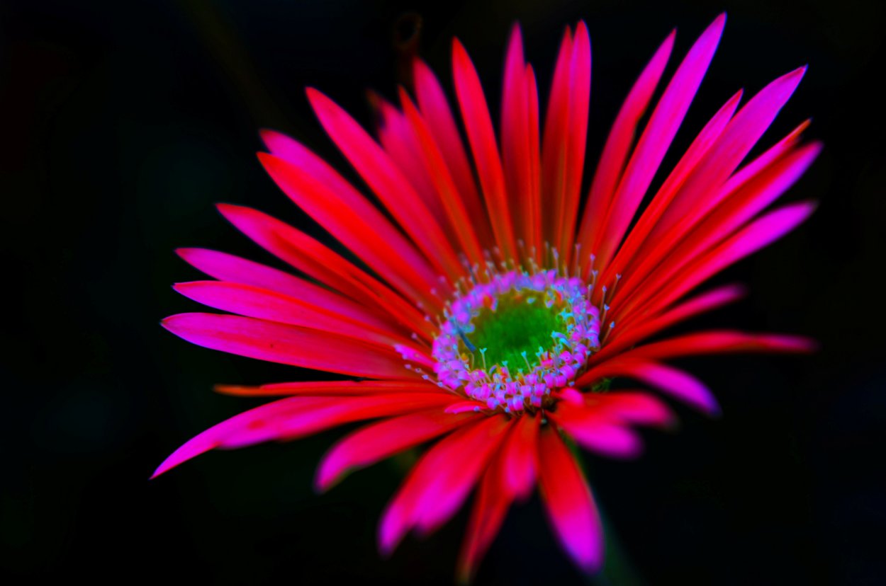 Бутон хризантемы