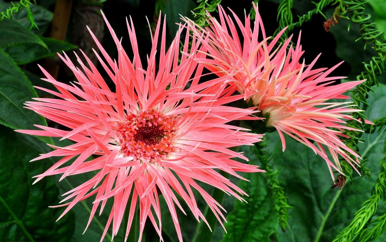 Игольчатые сорта гербер