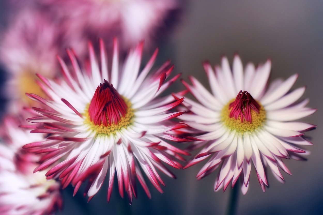 Желтые цветы на черном фоне