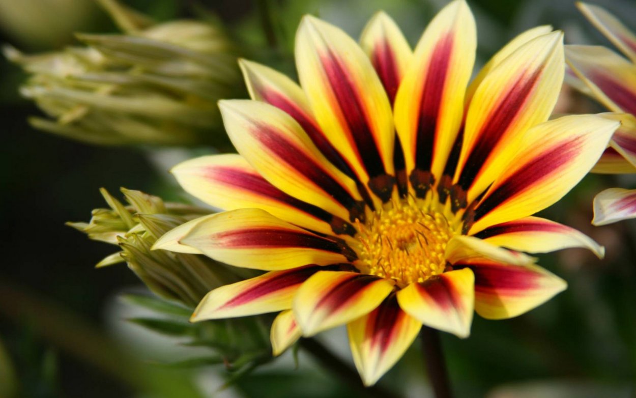 Роза с острыми лепестками