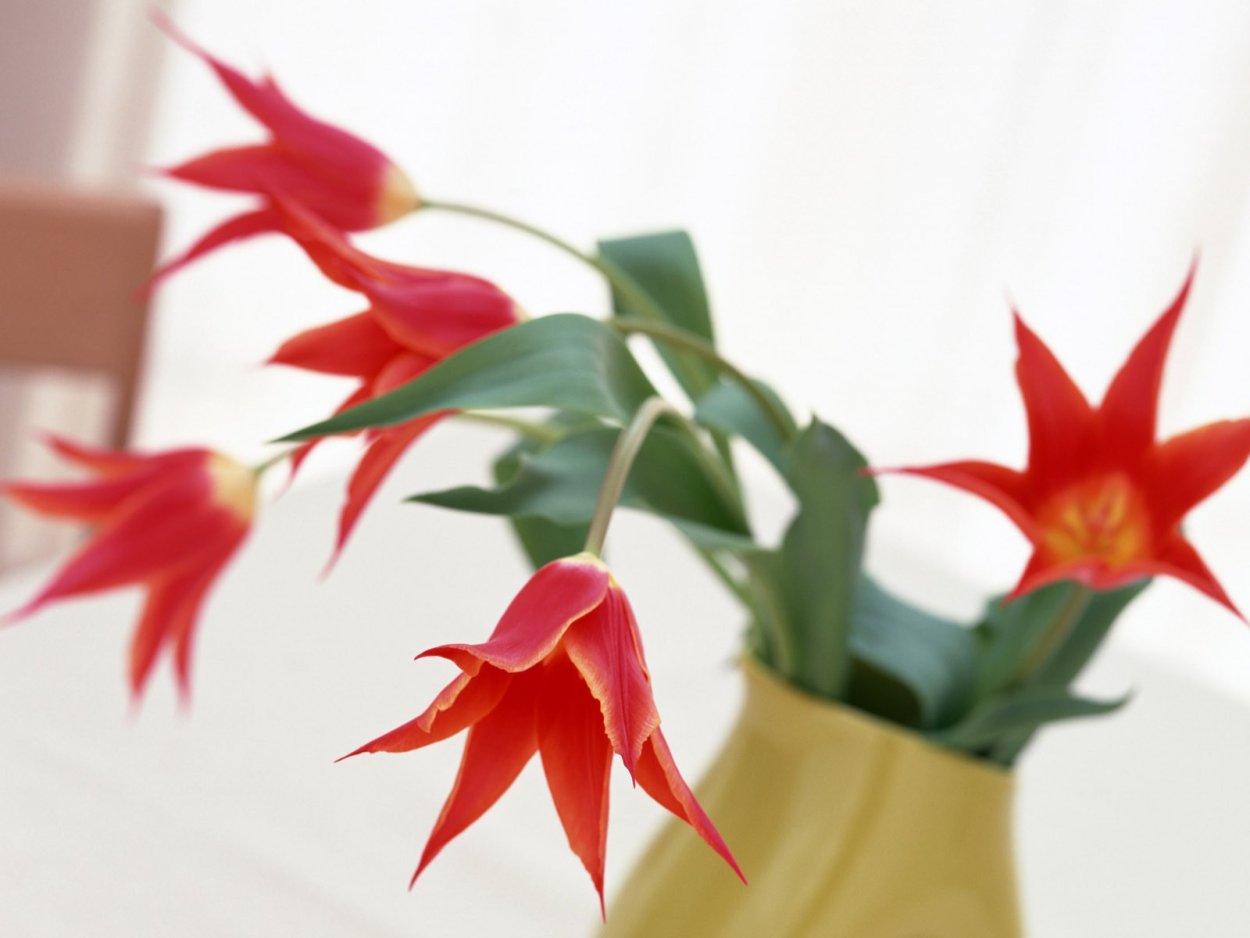 Цветы с острыми лепестками