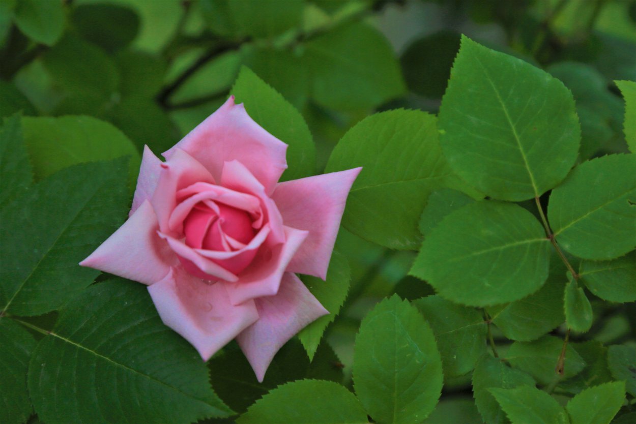 Хризантема Мариэтта бордовая