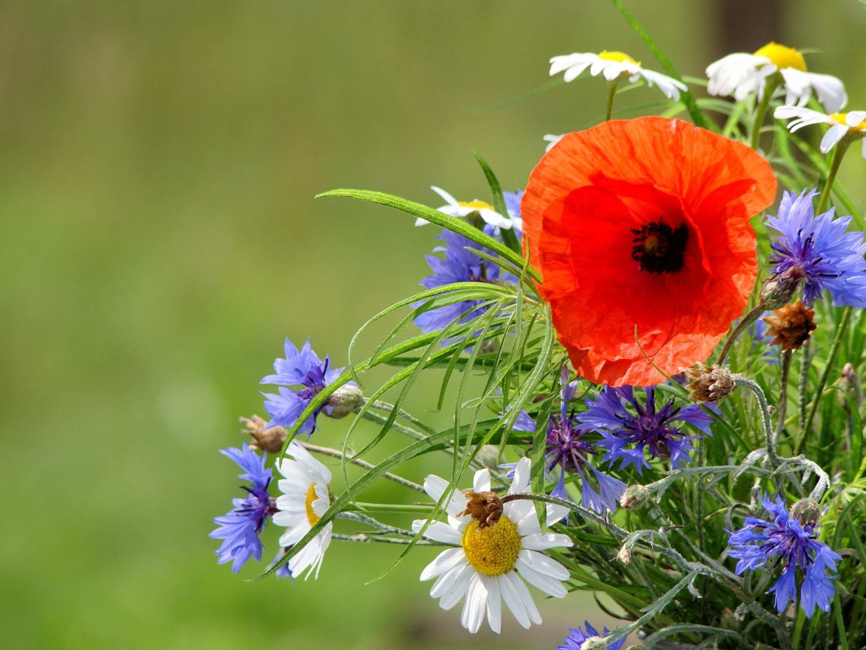 Луговые цветы