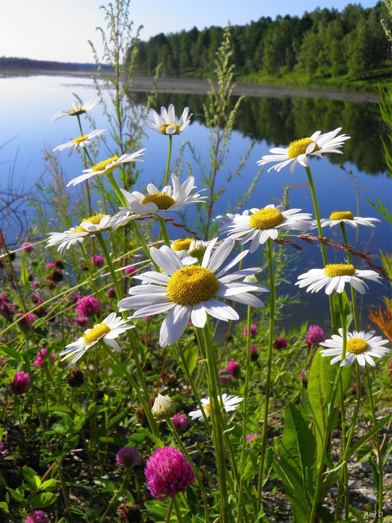Летний букет