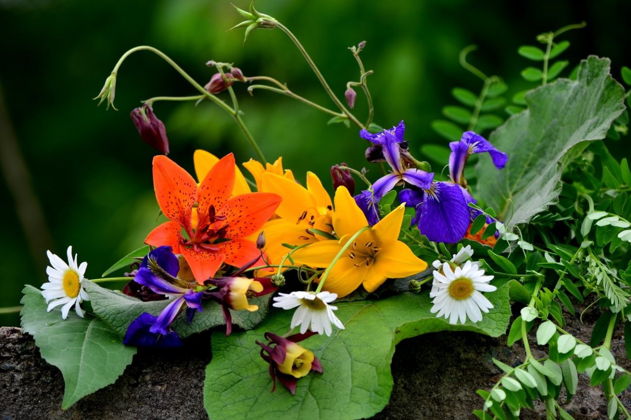 Полевые насекомые