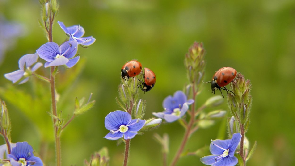 Необычные полевые цветы