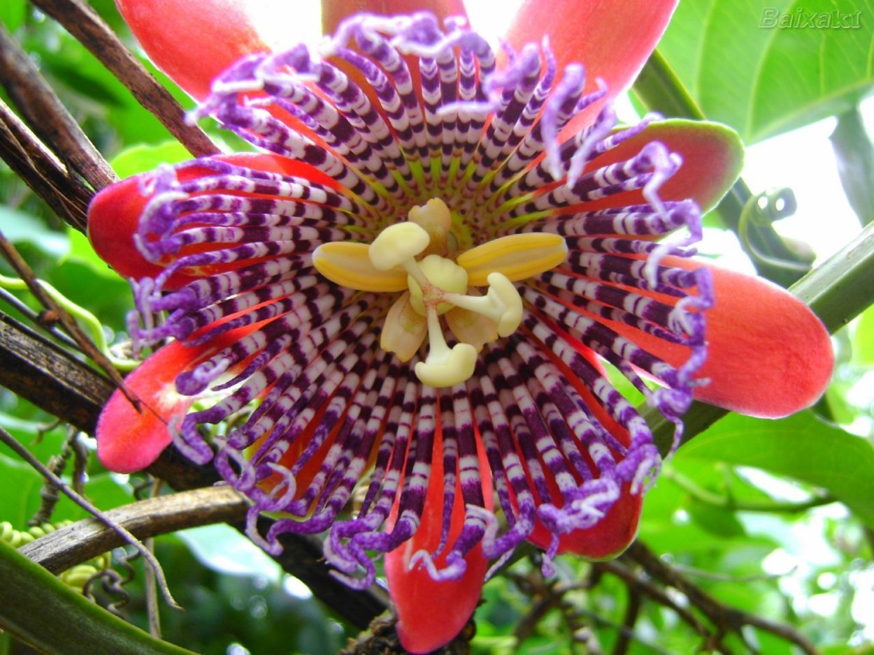 Маракужа цветок