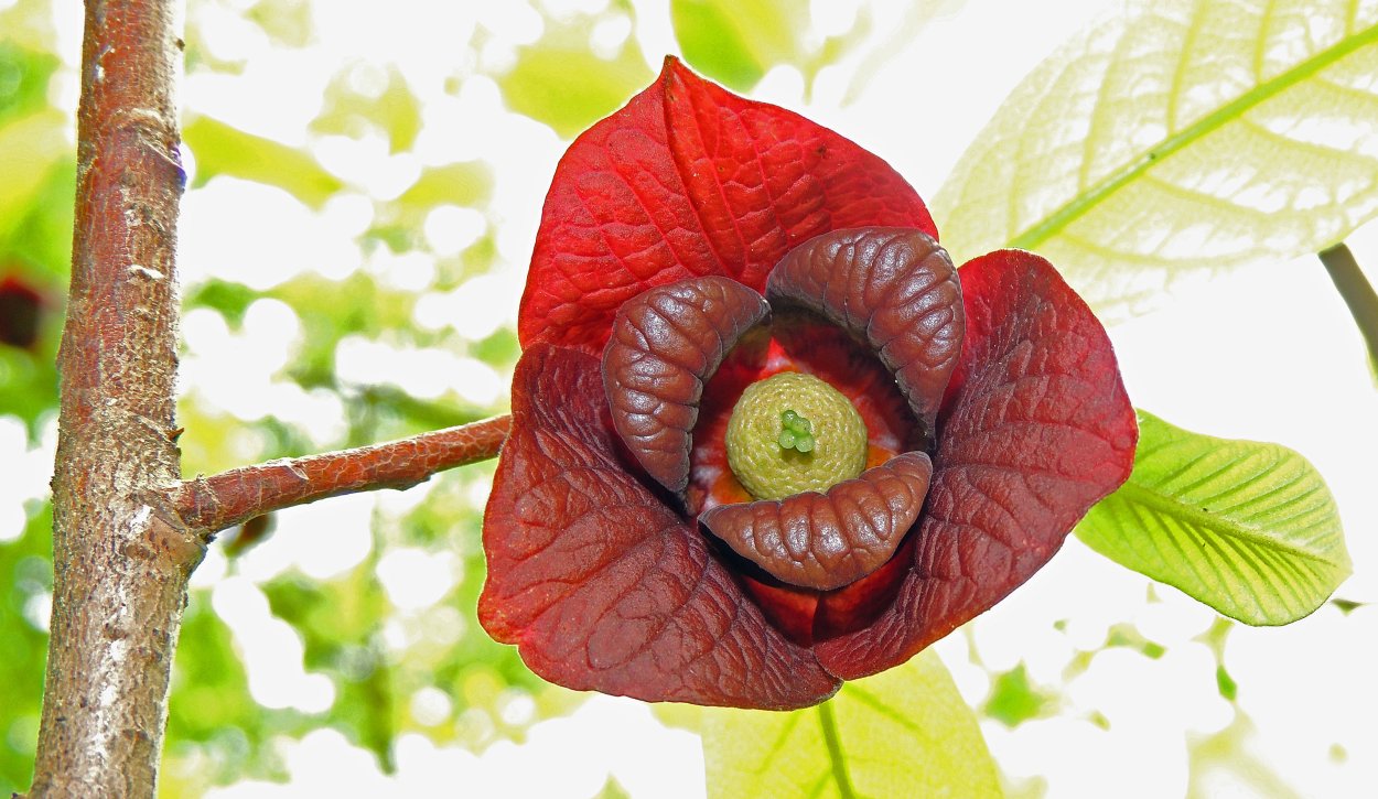 Азимина банановое дерево