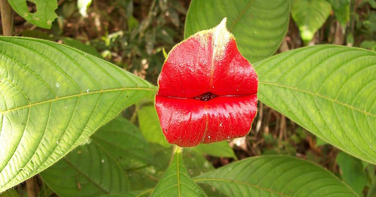 Цветок в виде губ
