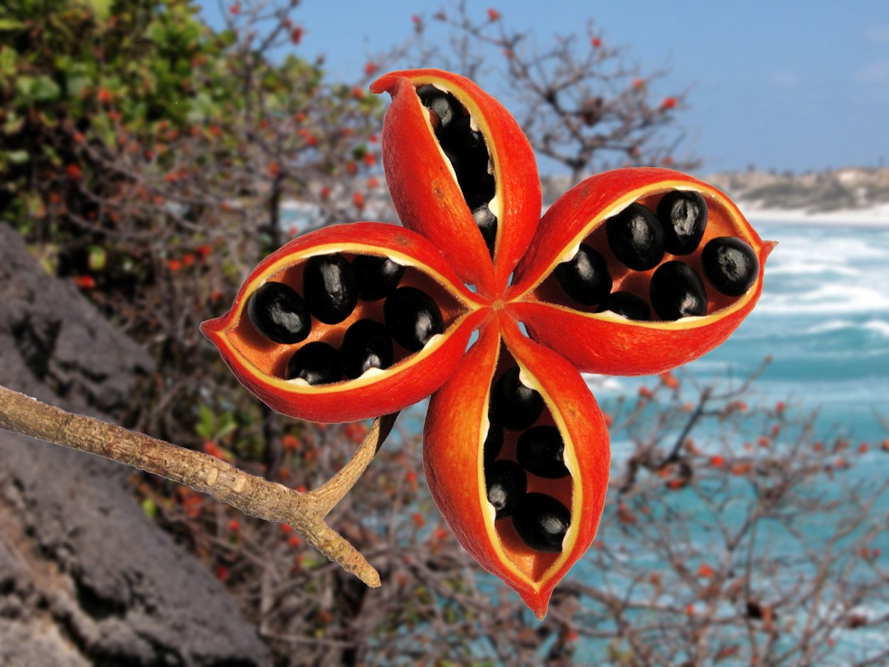 Sterculia quadrifida