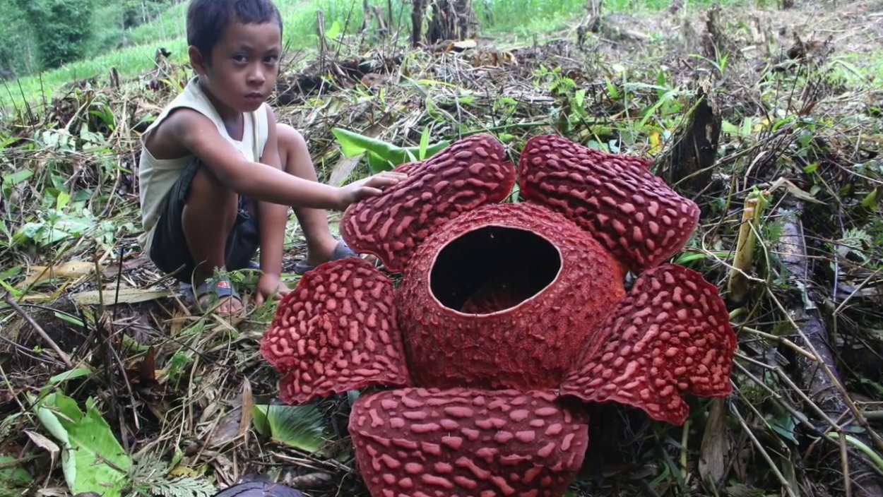 Грибница раффлезии