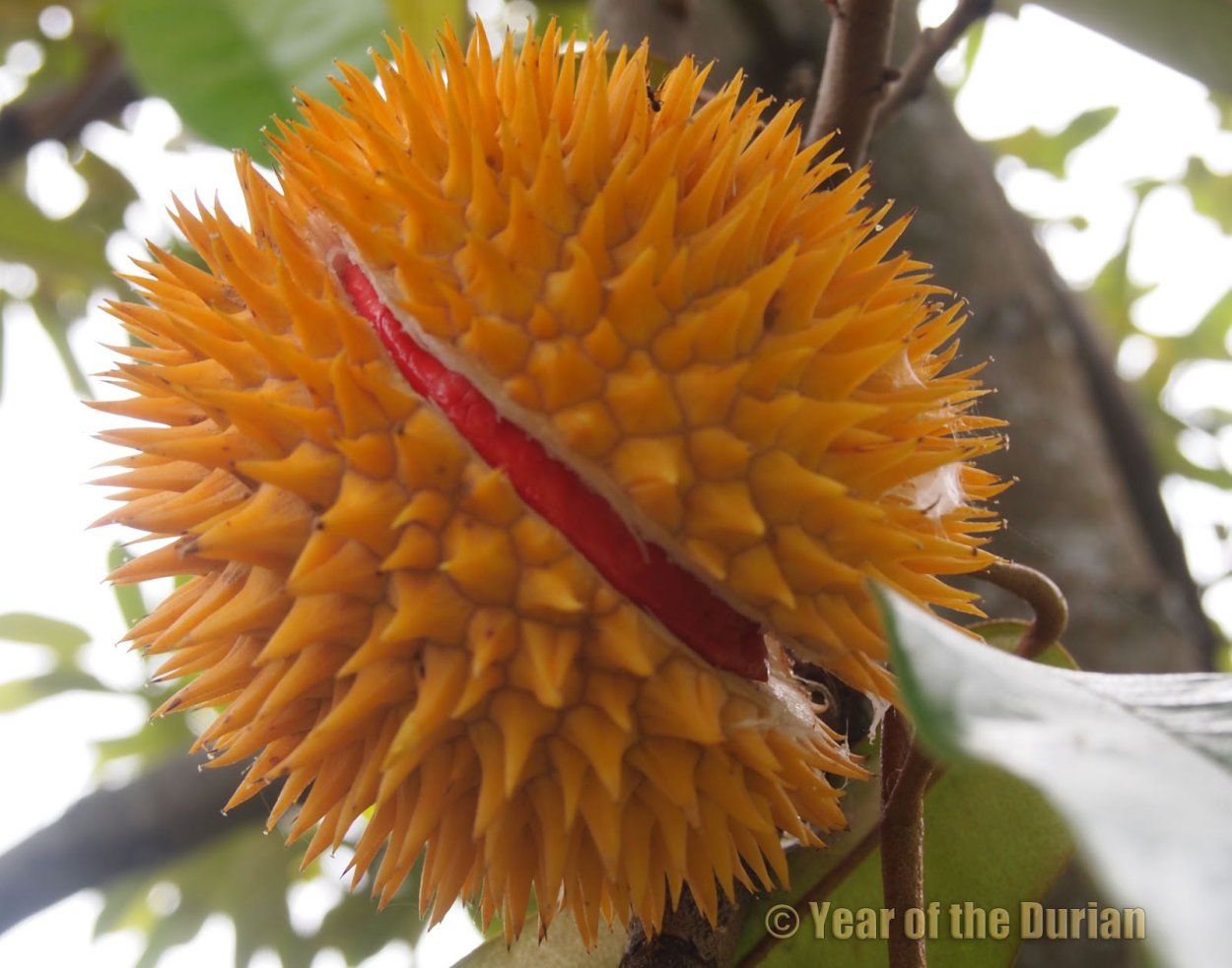 Дуриан красный