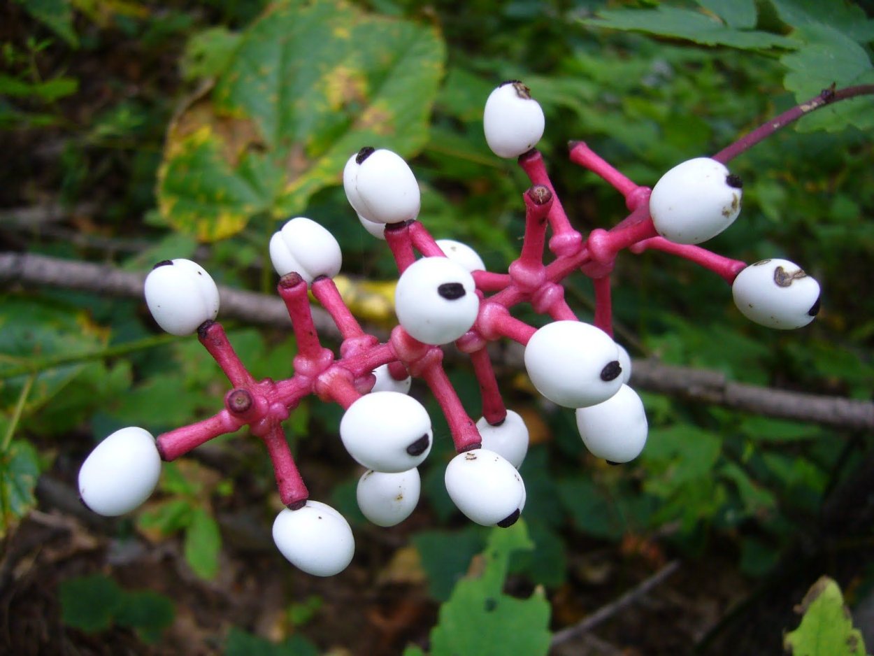 Воронец белый растение