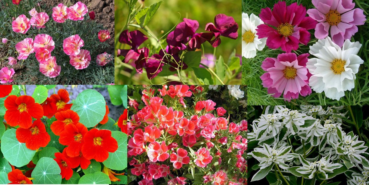 Миксбордер многолетники двулетники однолетники