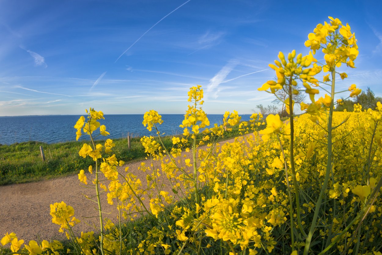 Рапс медопродуктивность