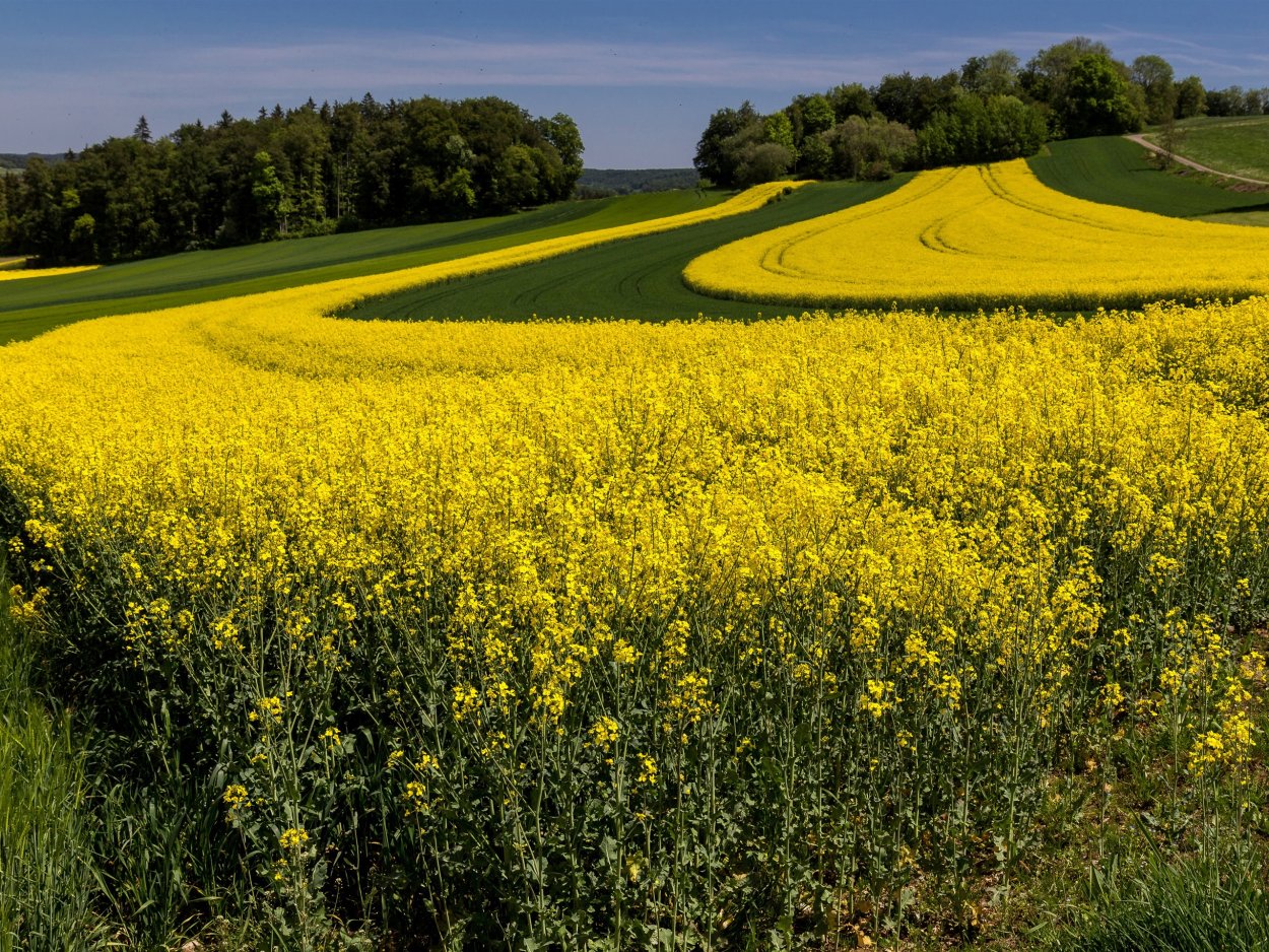 Рапс Луговой