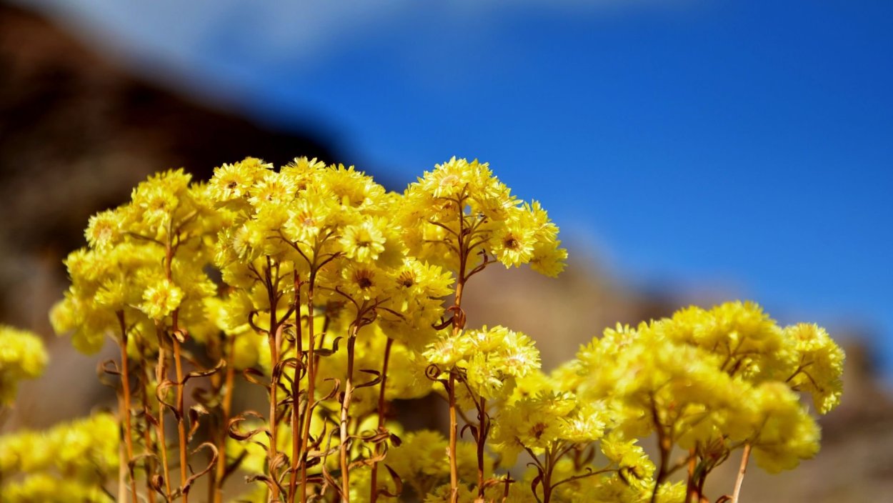 Примула Алтая