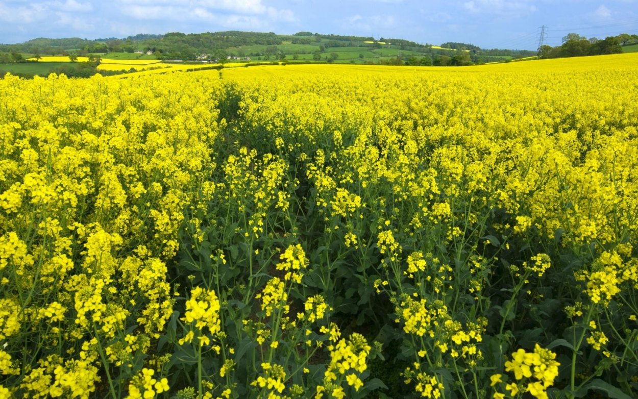 Лютик летом