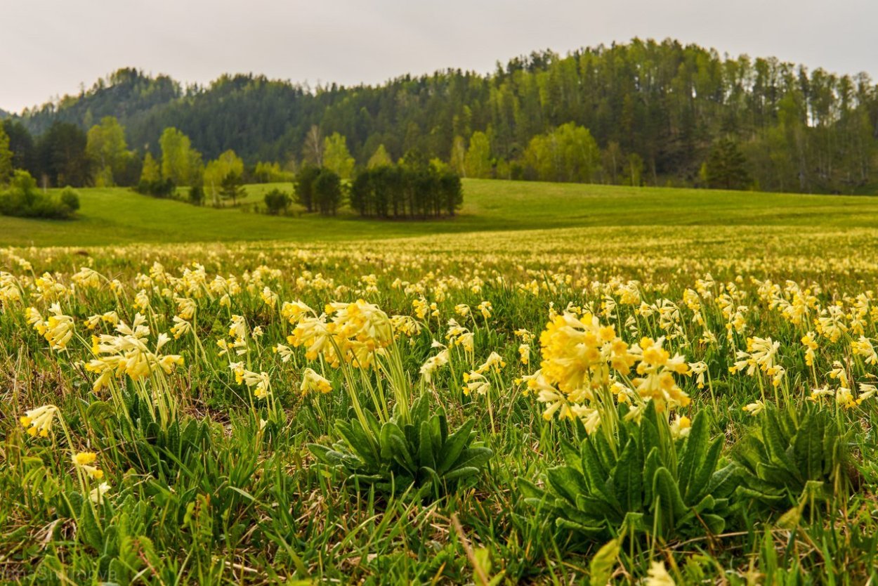Адонис весенний (Стародубка, горицвет)