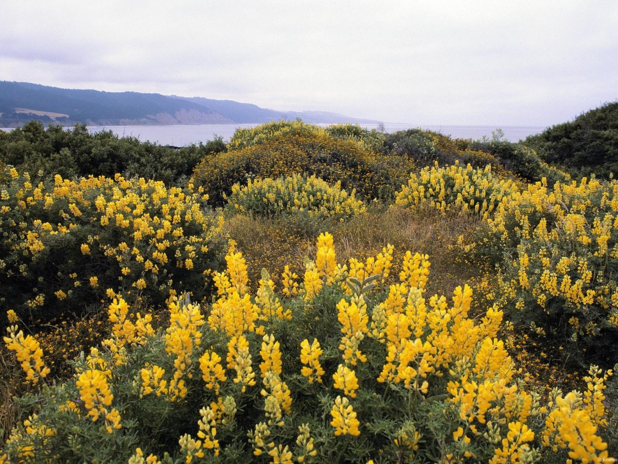 Желтое поле