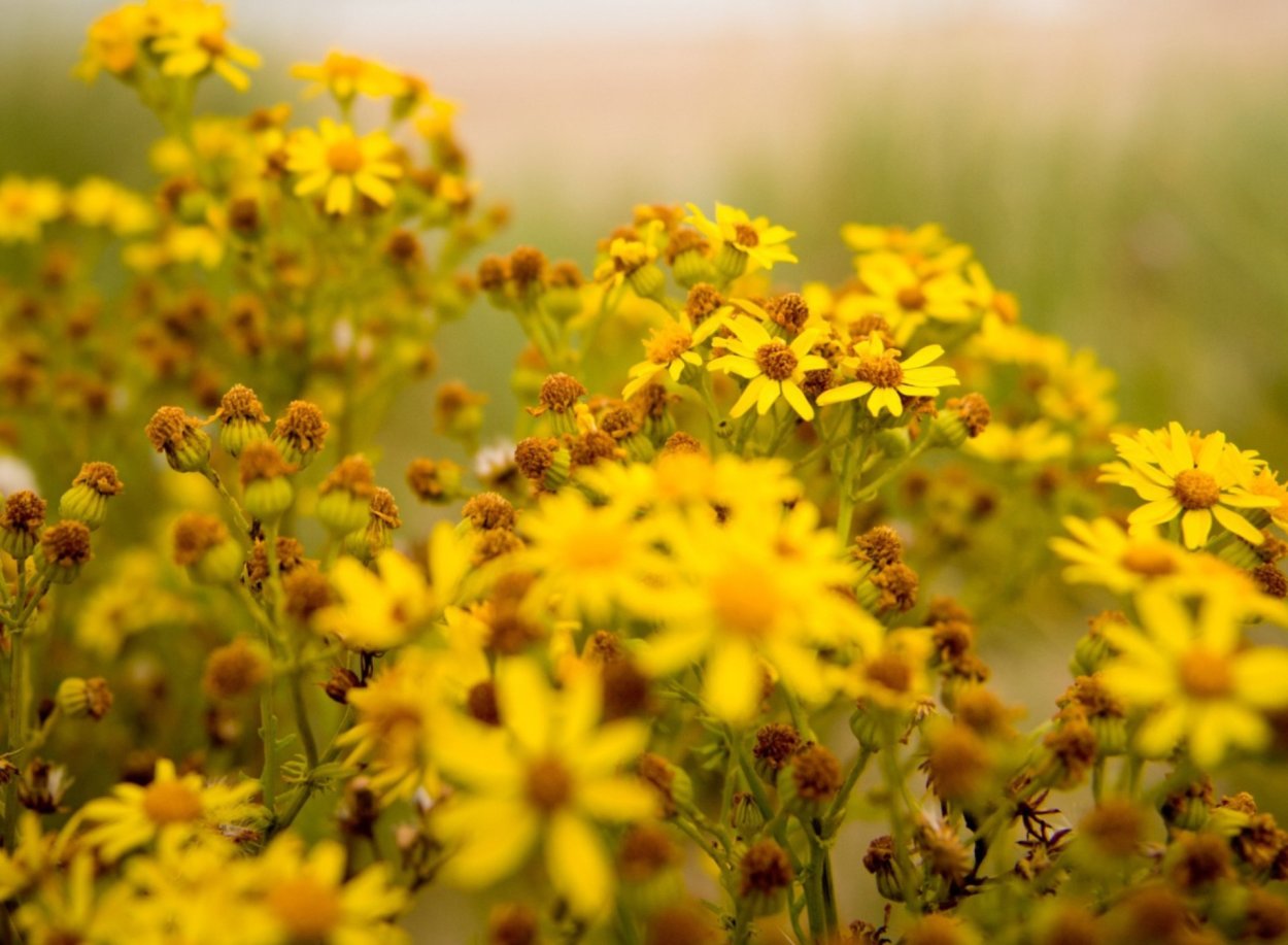 Желтые Дикие цветы