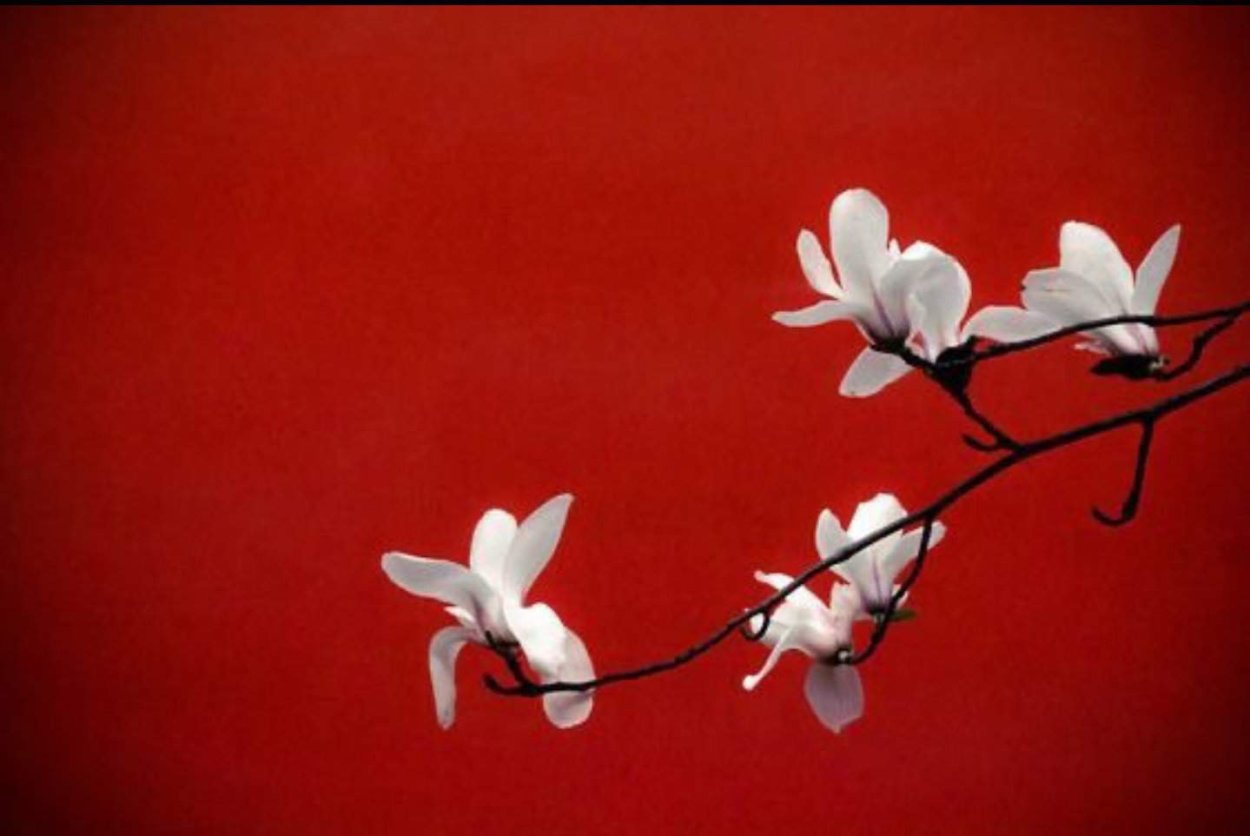 Красные цветы на белом фоне