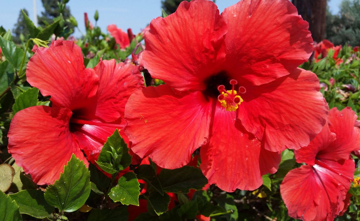 Гибискус (Hibiscus).