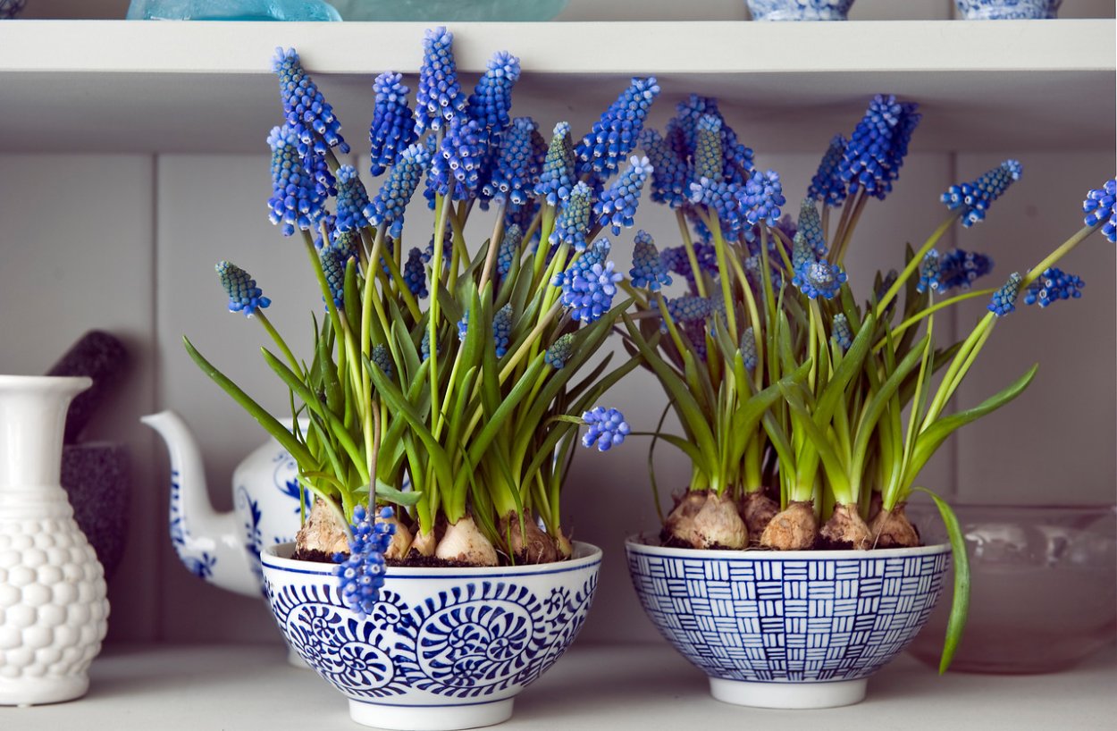 Мускари луковички