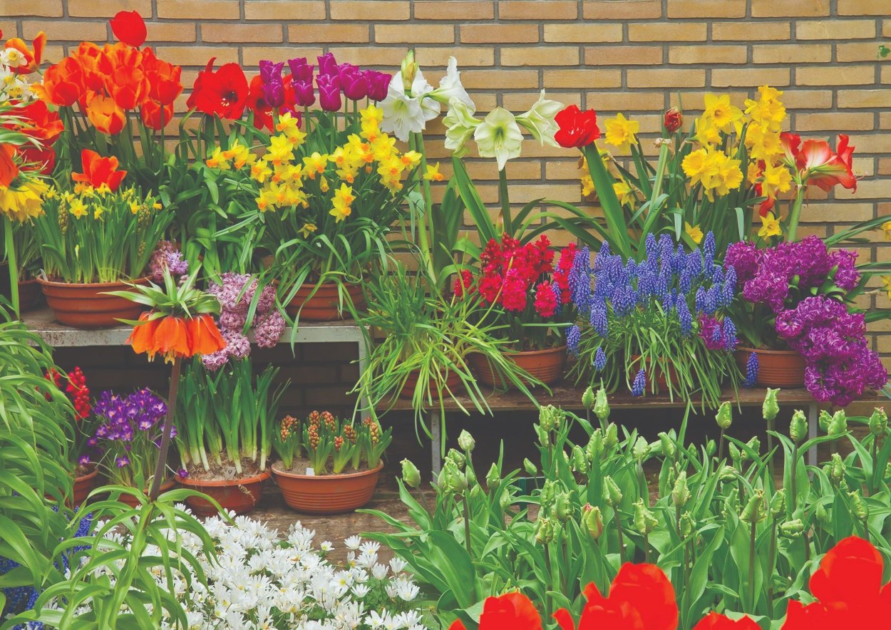 Контейнерное цветоводство лилии