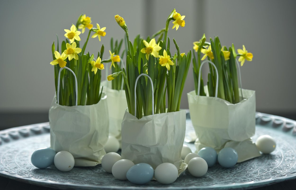 Нарциссы тюльпаны и гиацинты в горшке