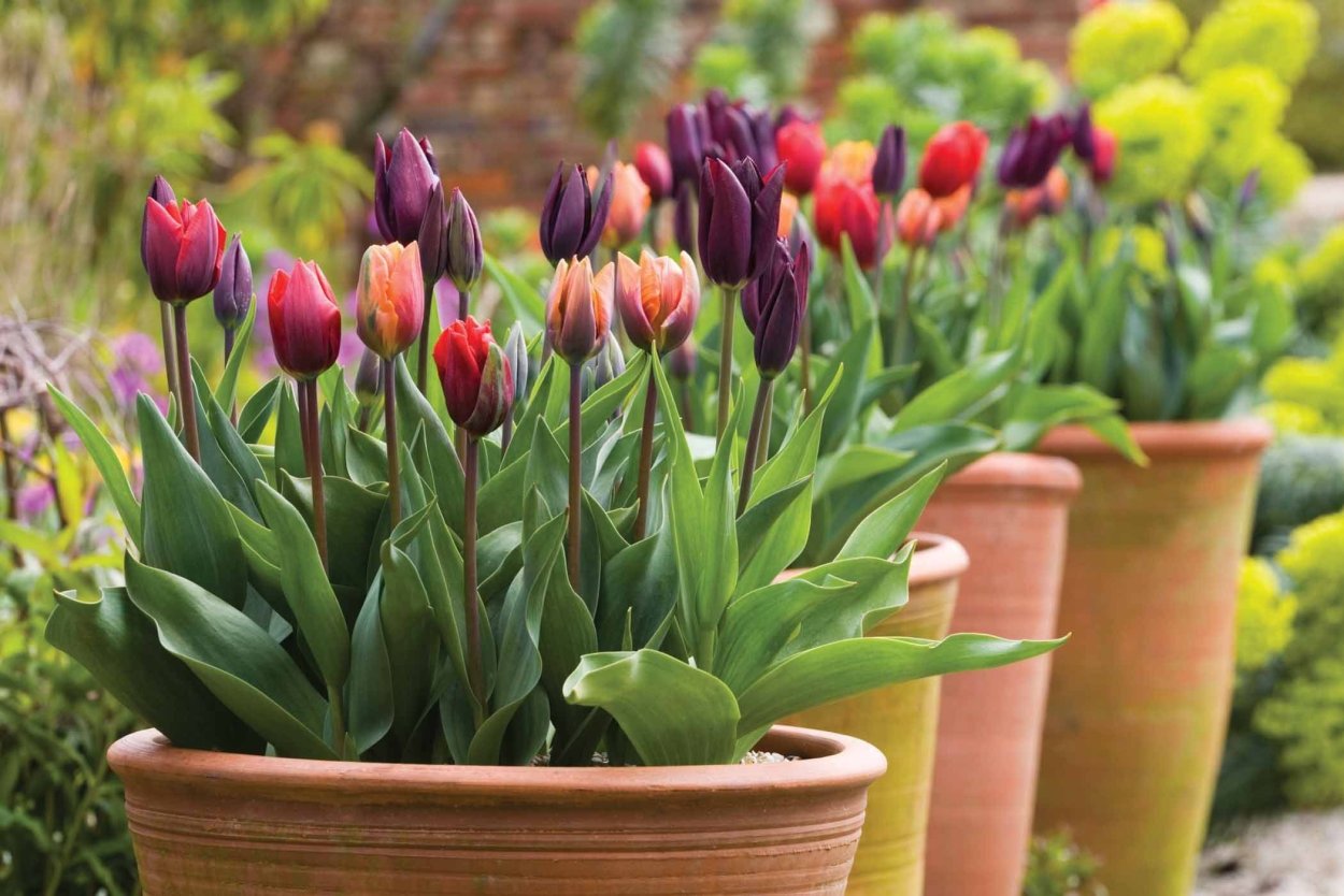Луковичные тюльпаны