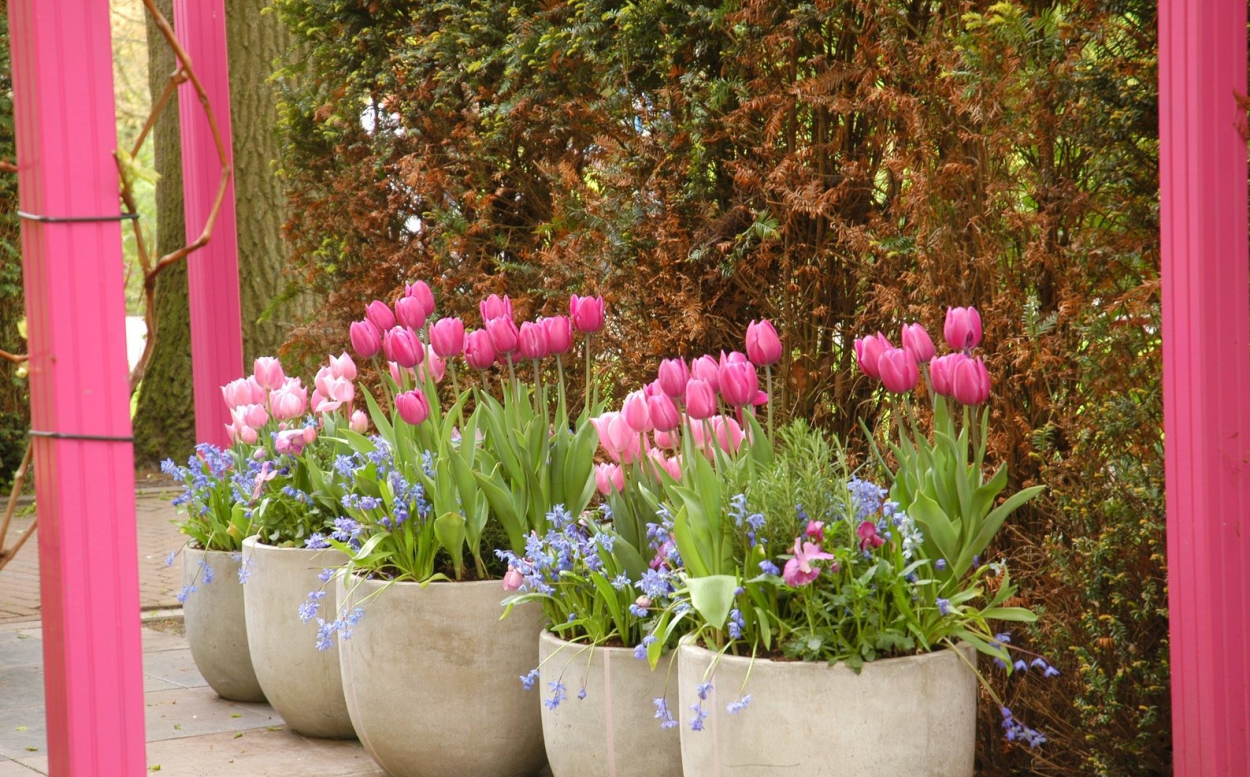 Тюльпаны в вазонах в саду