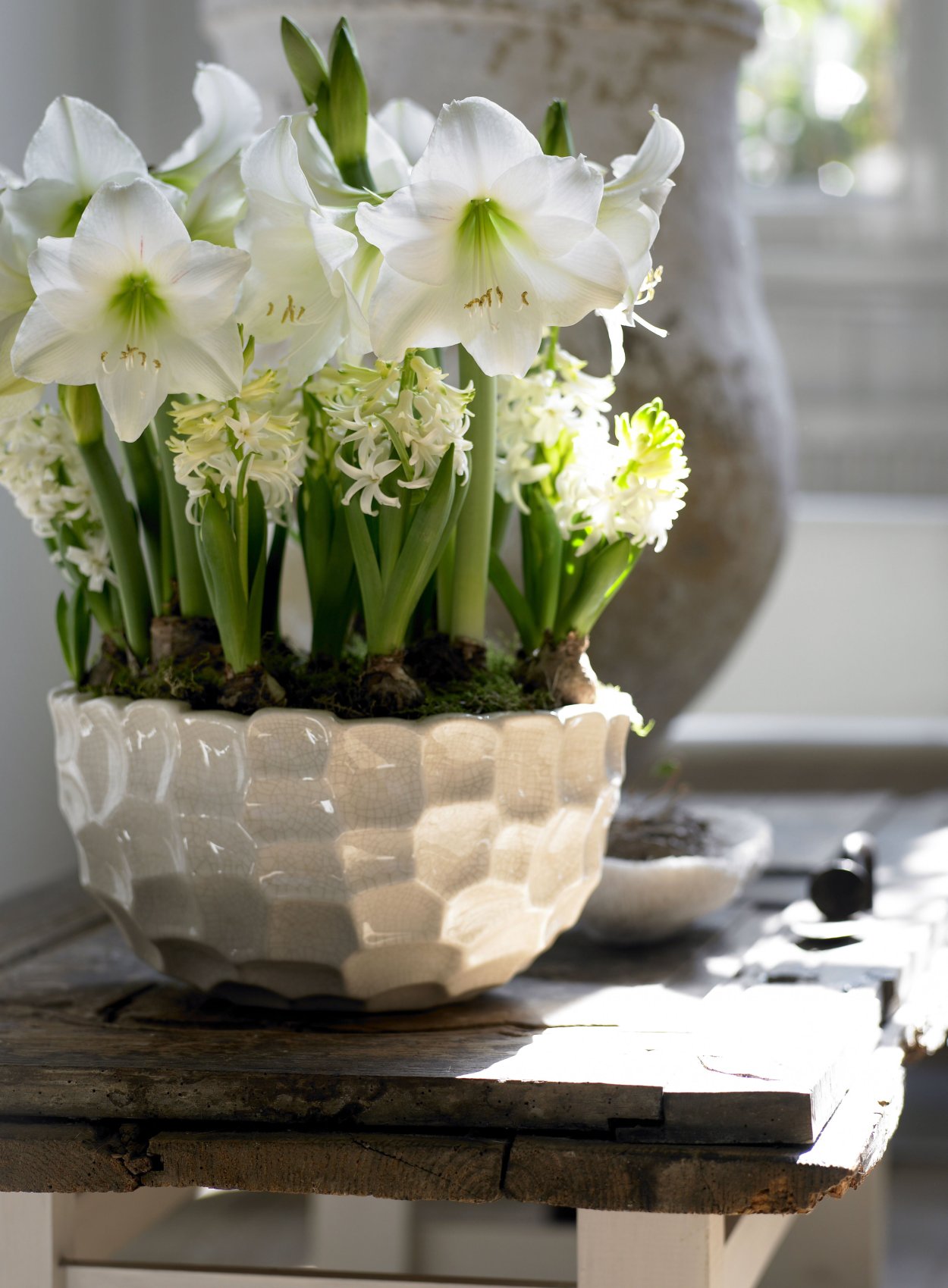 Луковичные цветы Летто