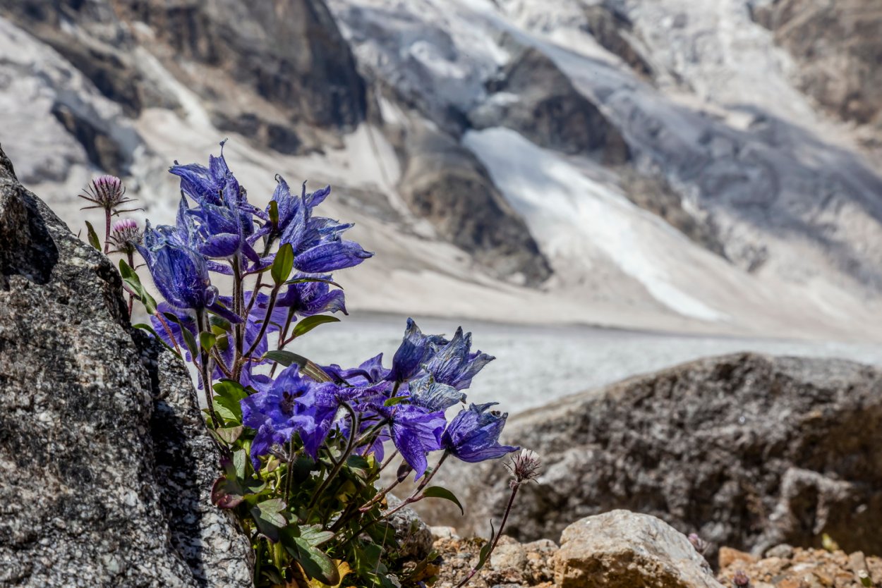 Альпийские цветы Безенги