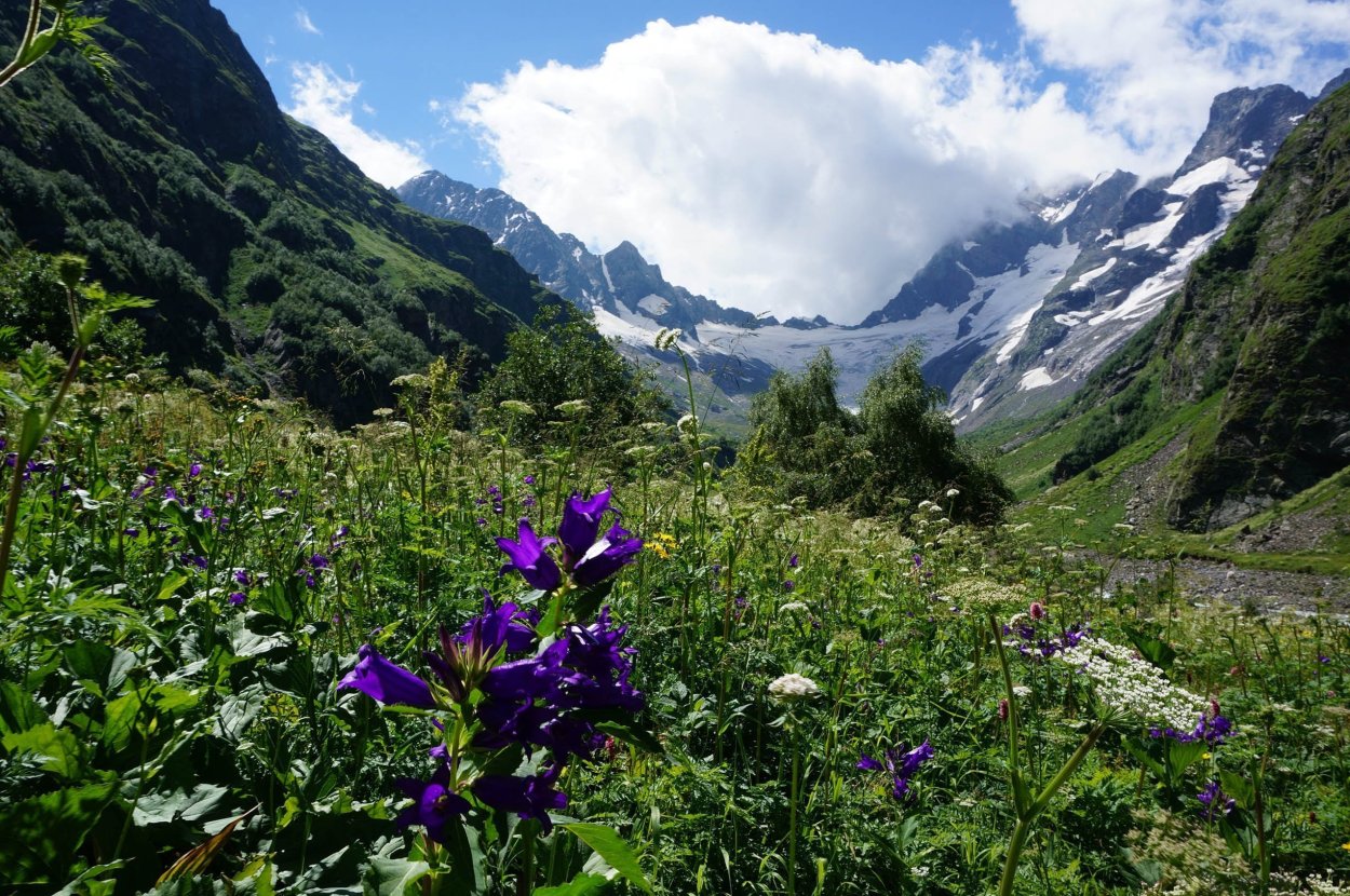 Тебердинский заповедник Альпийские Луга