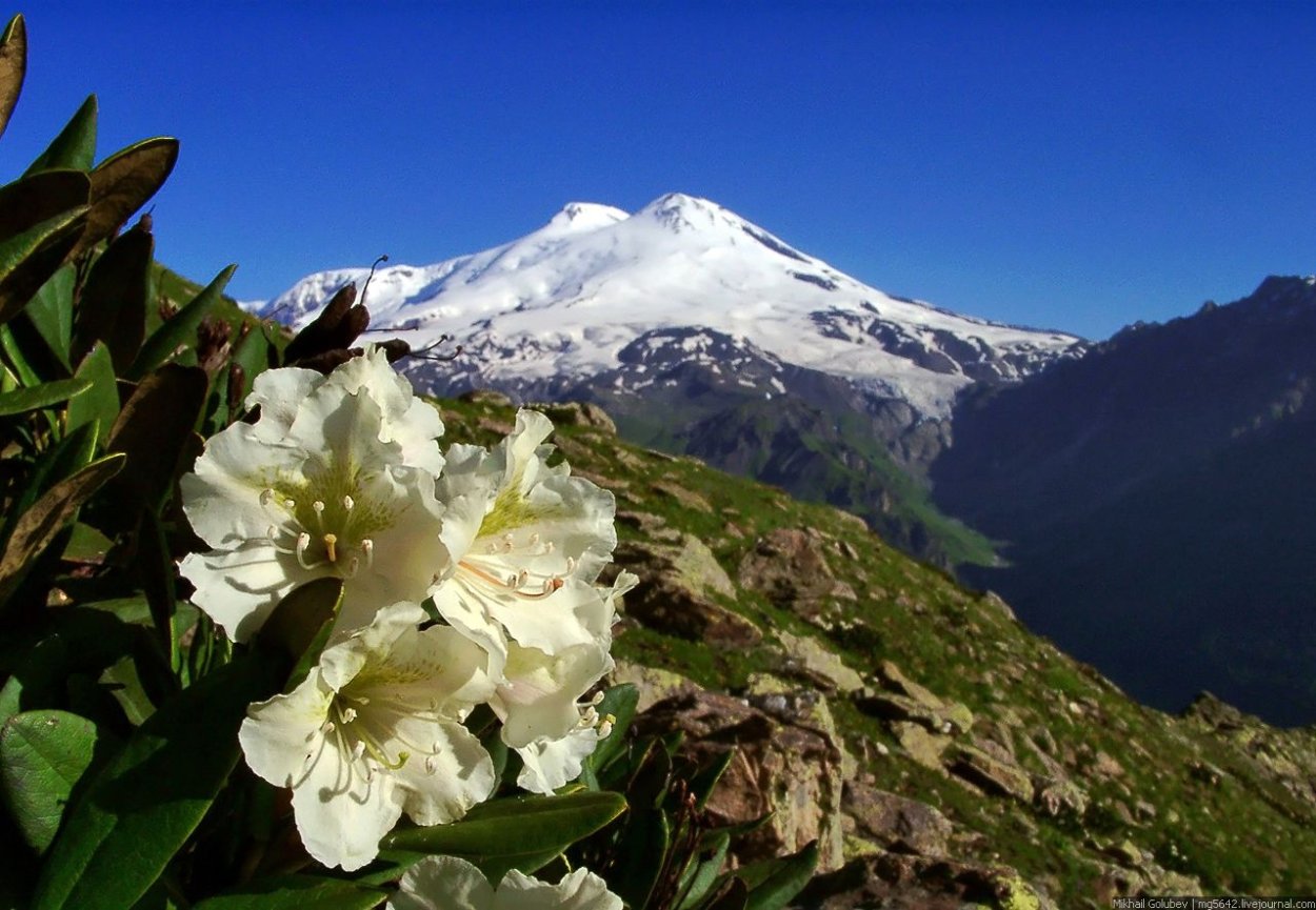 Рододендрон Эльбрус