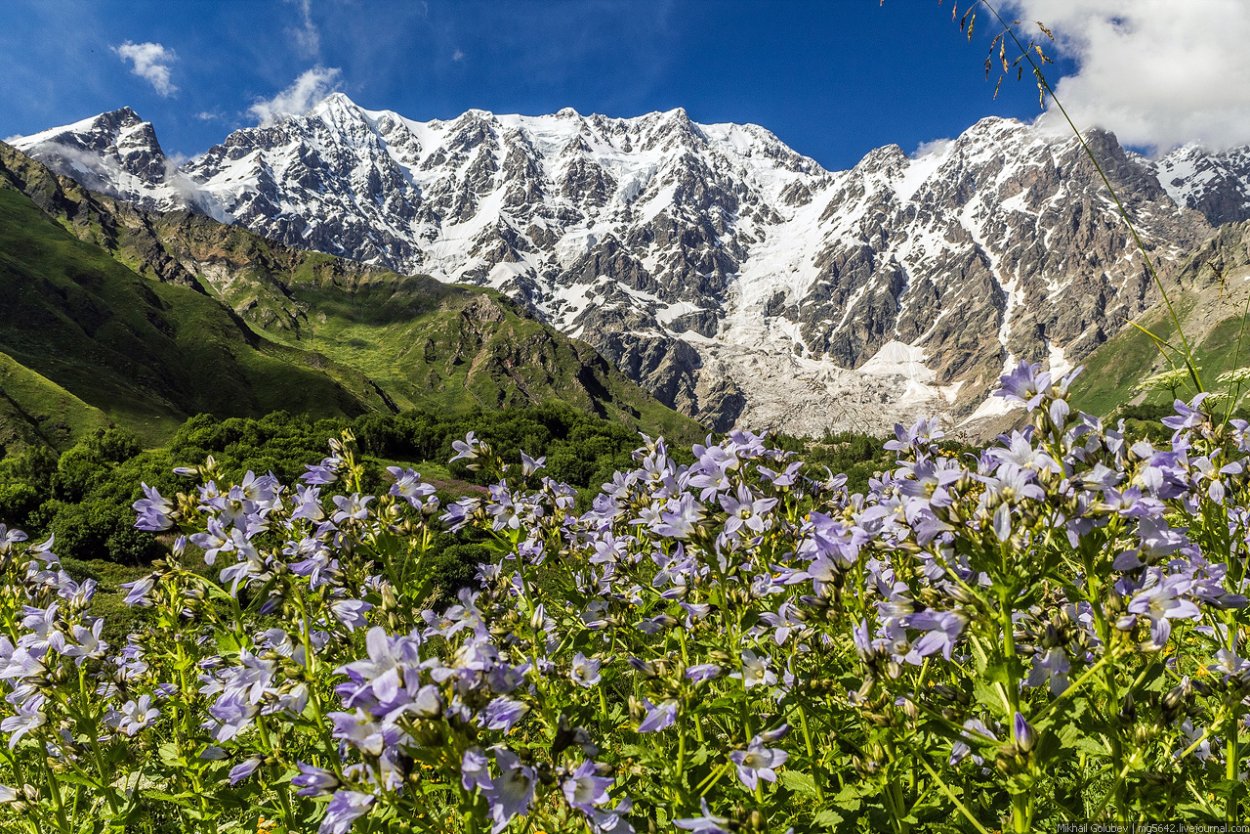 Альпийские Луга Северного Кавказа