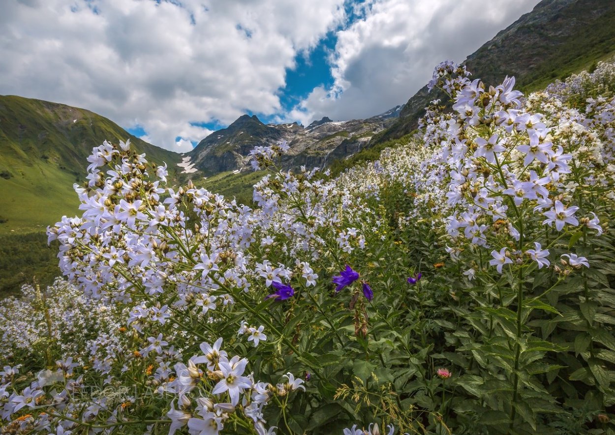 Альпийские Луга Карачаево-Черкесии