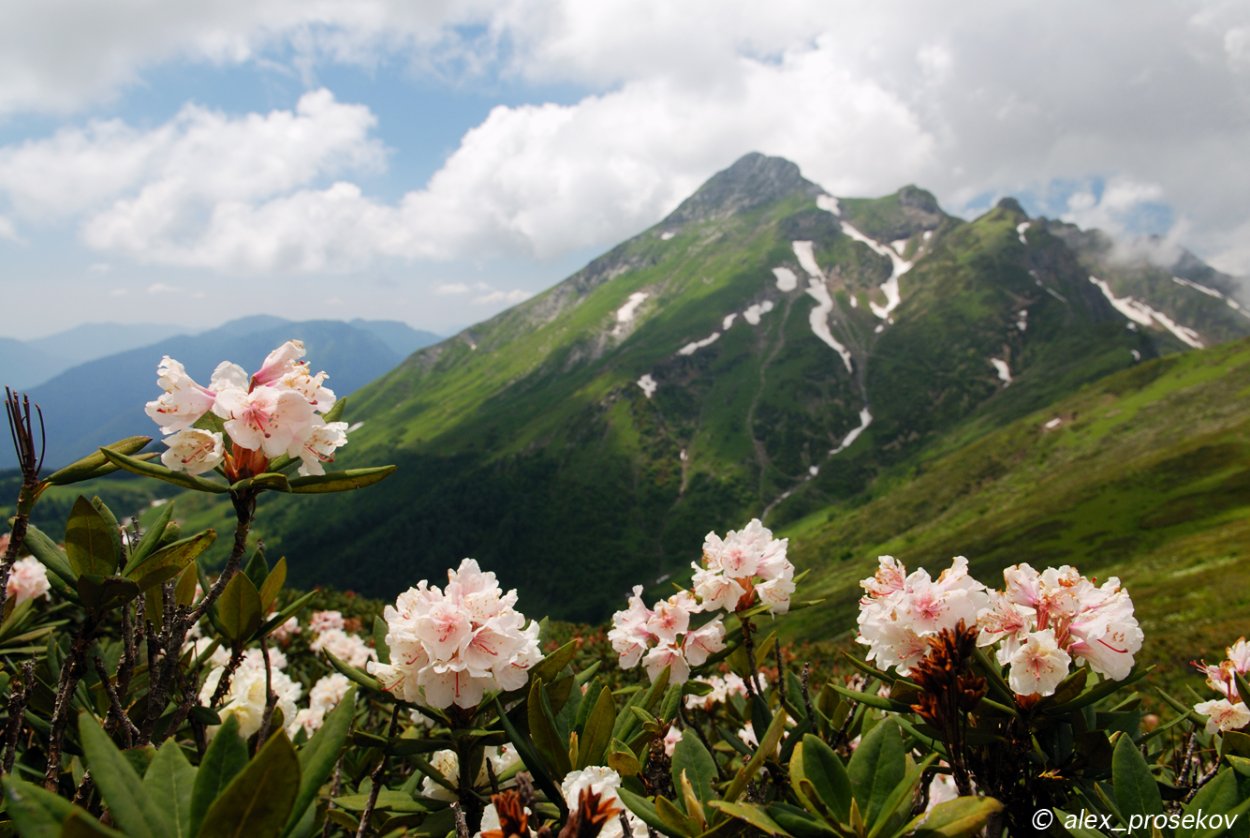 Красная Поляна Сочи горы рододендрон