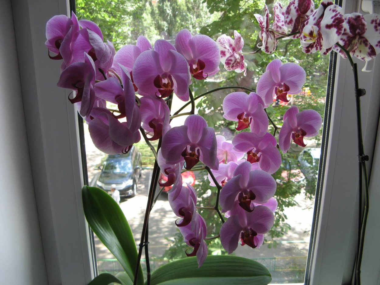 Фаленопсис сорта определитель